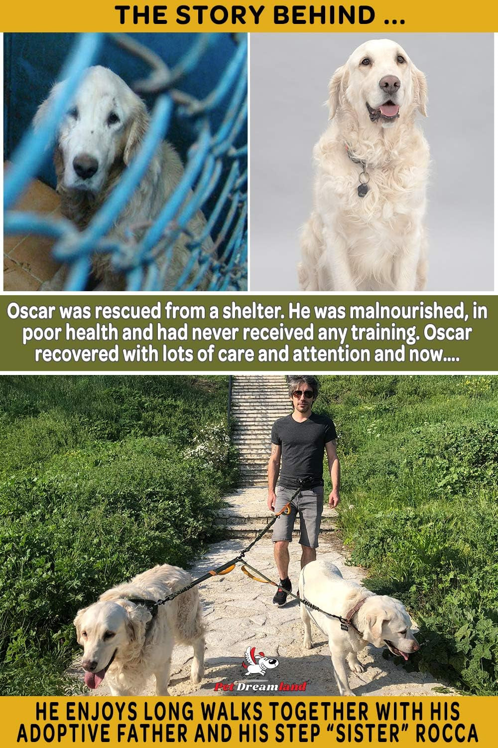 Hands-Free Dual Dog Leash with Waist Belt – No-Tangle Bungee Lead for Walking, Running, and Training Two Medium Dogs (Dark Grey & Pink)